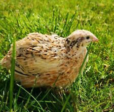 12 Pure XL Golden Jumbo Coturnix Quail hatching eggs. Fast & free 24hr Postage  for sale  NEWRY