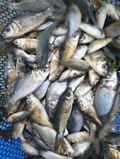 Carp x10 commons for sale  WISBECH