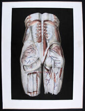 1866 anatomia umana usato  Urbino