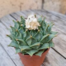 Obregonia Denegrii 6.5 cm. pot BIG SIZE Succulent Cactus Astrophytum copoe for sale  Shipping to South Africa