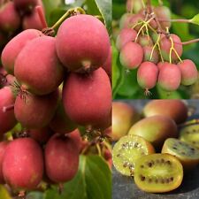 Actinidia ananasnaya kiwi for sale  GLASGOW