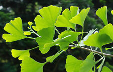 Gingko biloba. living for sale  TROWBRIDGE