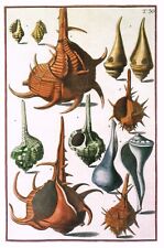 Horned murex gastropods for sale  DEREHAM