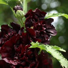 Hollyhock perennial garden for sale  IPSWICH