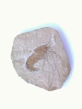 Crevette fossile carpopenaeus d'occasion  Forcalquier