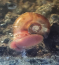 Ramshorn snails random for sale  Wilmington