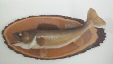 Walleye taxidermy fish for sale  Morriston
