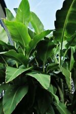 Canna tuerckheimii 1plant for sale  CHRISTCHURCH