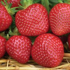 Strawberry malwina bare for sale  HUNTINGDON