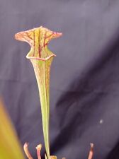 Sarracenia brooks hybrid for sale  SHEFFIELD