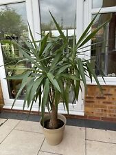 tall plant pots for sale tall plant pots for sale RUNCORN