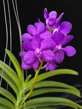 Vanda prapawan orchid for sale  Loxahatchee