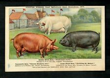 Joseph thorley pigs for sale  EASTBOURNE