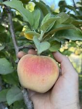 Pack m111 apple for sale  Nicasio