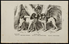 1867 chien saintongeois d'occasion  Expédié en Belgium