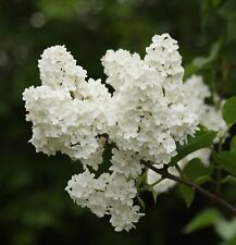 White lilac cuttings for sale  Shipping to Ireland