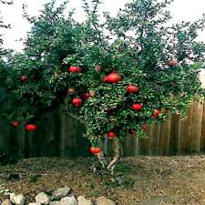 Dwarf pomegranate tree for sale  Lincolnton