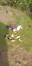 Muscovy duck hatching for sale  PONTYPRIDD