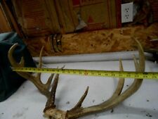 Weird wide whitetail for sale  Florence