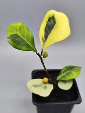 Ficus triangularis coconut for sale  Shipping to Ireland
