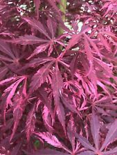 Japanese maple lace for sale  Woodburn