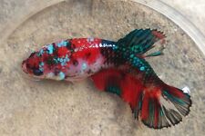 Betta fish red for sale  UK