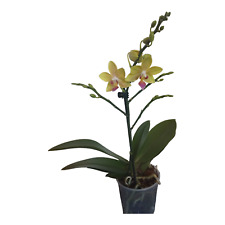 Moth orchid single for sale  SUDBURY