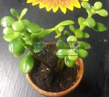 Jade plant crassula for sale  Sheridan