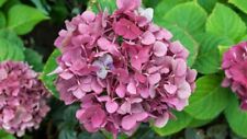 Packet hydrangea seeds for sale  Meridian