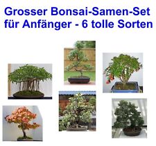Samen großer bonsai gebraucht kaufen  Calw