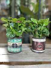 Coffee arabica houseplant for sale  ABERDEEN