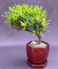 Trained flowering podocarpus for sale  Patchogue