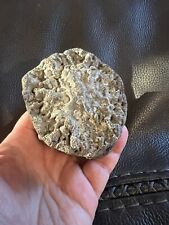 Fossilized whale bone for sale  Somers