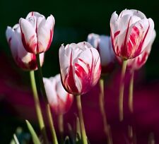 Flammende tulpen blumenzwiebel gebraucht kaufen  Kaiserslautern-Erlenbach