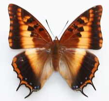 Butterfly female charaxes for sale  RUGELEY