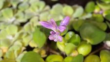 goldfish plant for sale  Bogue Chitto