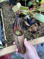 Nepenthes mollis stunning for sale  Middletown