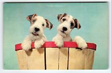 Fox terrier puppy for sale  Collingswood