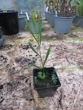 Acacia retinodes for sale  MALDON