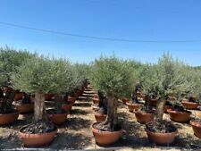 Ulivo olivo olea usato  Valmacca