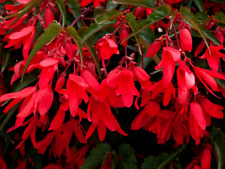 Lrg begonia starshine for sale  STOCKPORT