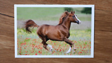 Pferde postkarte gebraucht kaufen  Olsberg