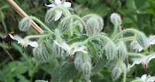 Herb borage white for sale  SALISBURY