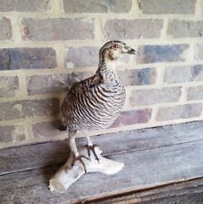 taxidermy chicken for sale  USA