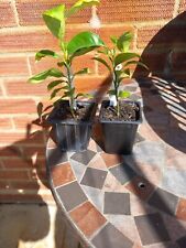 citrus plants for sale  COLCHESTER