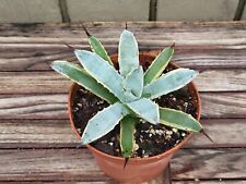 Agave macroacantha variegata for sale  Homestead