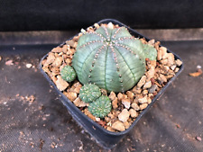 Euphorbia obesa cactus usato  Massafra