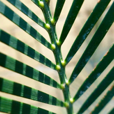 Macrozamia mountperriensis usato  Napoli