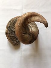 Rams horn for sale  SHEFFIELD