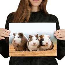 Cute guinea pigs for sale  SELBY